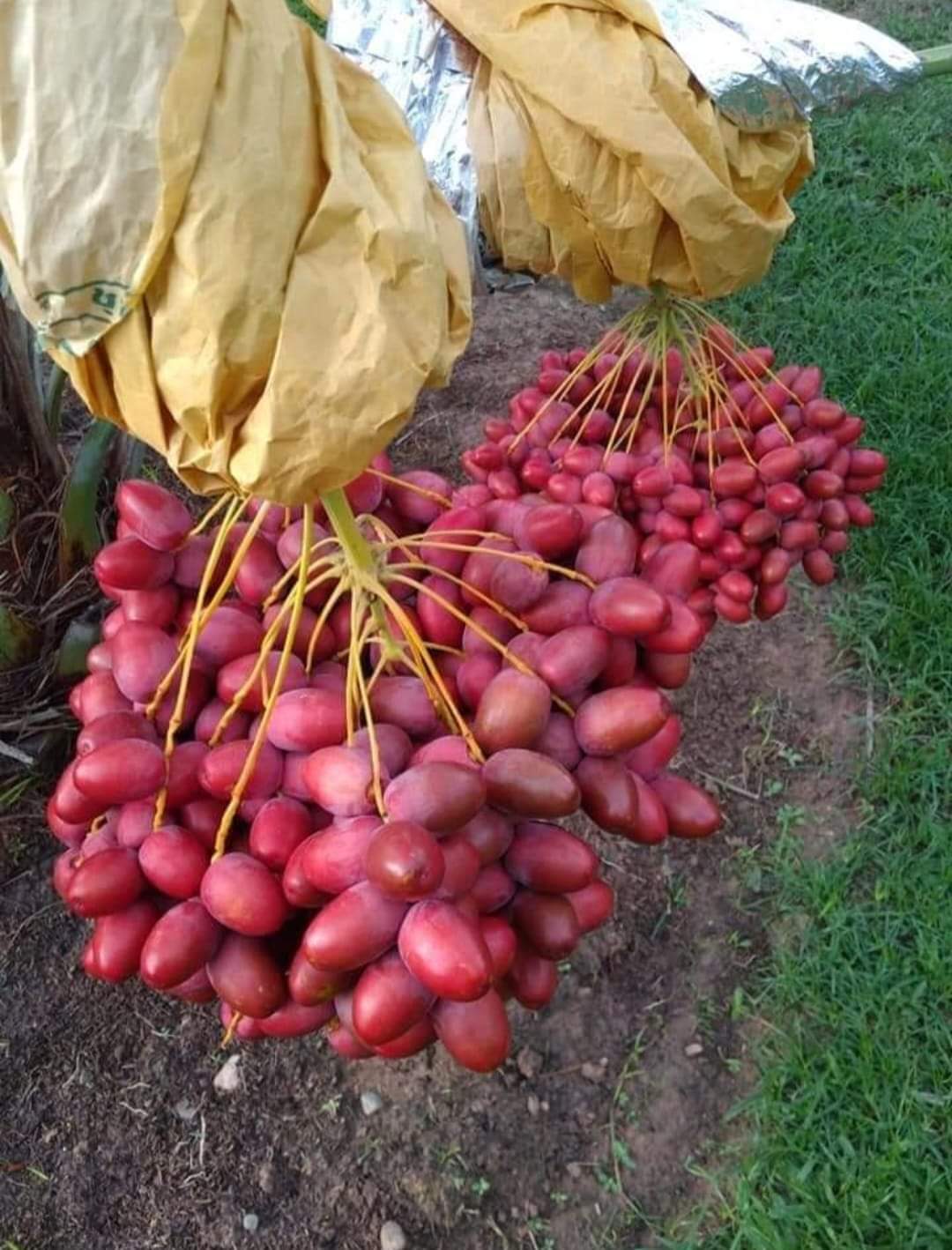 Arabian hybrid date plant - Naturemart.in
