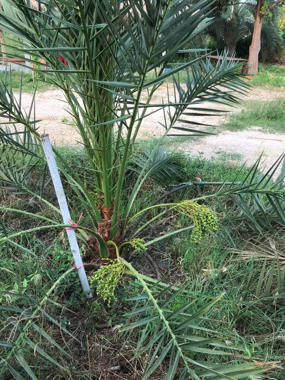 Arabian hybrid date plant - Naturemart.in
