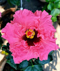 Austrelian Hibiscus Plant For Home Gardening - Naturemart.in
