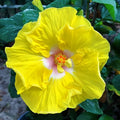 American Hibiscus Plant For Gardening - Naturemart.in