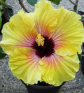 Austrelian Hibiscus Plant For Home Gardening - Naturemart.in
