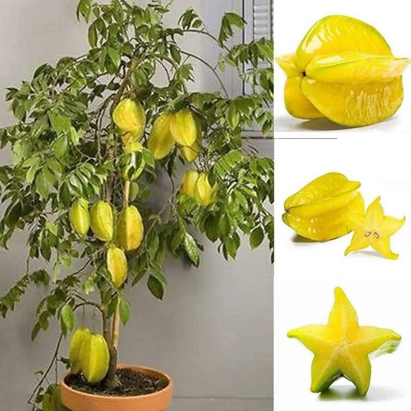 All Time Star-Fruit Grafted Plant - Naturemart.in