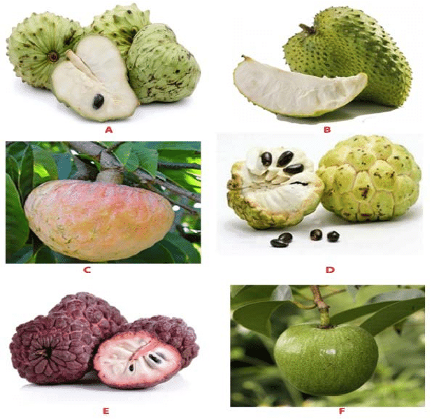 Red Ramphal | Wild Sweetsop Fruit Plant - Naturemart.in