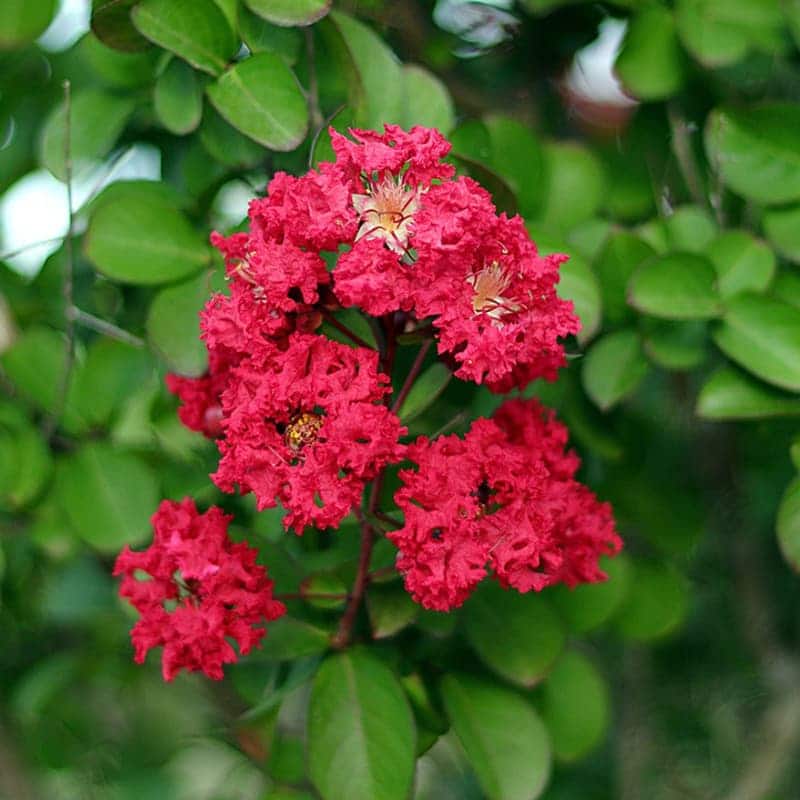 Furush Flower Plant (Red) Colour - Naturemart.in