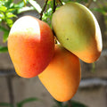 Amrapalli Mango Fruit Plant (Grafted) - Naturemart.in