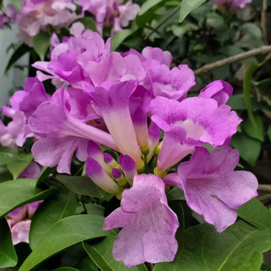 Garlic Vine Flower Plant For Gardening - Naturemart.in