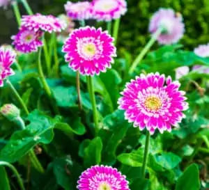 Gerbera Perennial Flower Plant (Purple Shed) - Naturemart.in