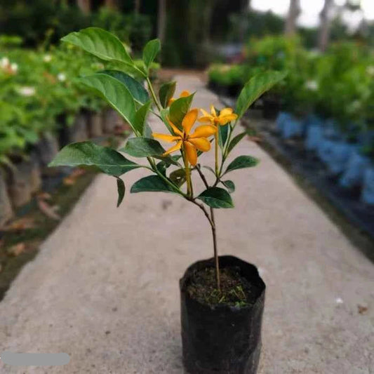 Golden Gardenia Flower Plant(Pack of 1)