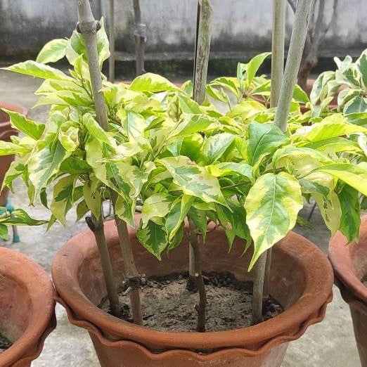 Golden Jackpot Bougainvillea Plant