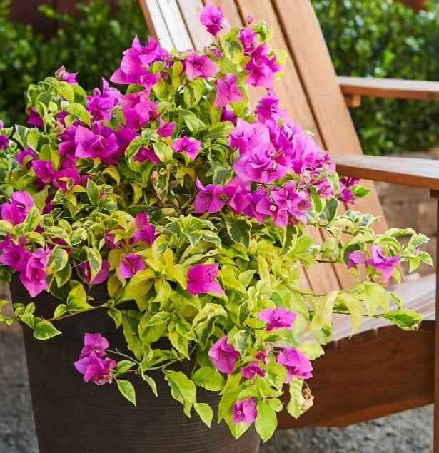 Golden Jackpot Bougainvillea Plant