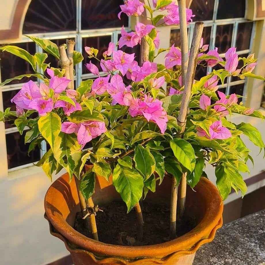 Golden Jackpot Bougainvillea Plant
