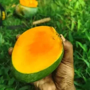 Gobindabhog Mango Fruit Plant (Grafted) - Naturemart.in
