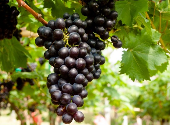 Grape Fruit Plant | Angoor Vine - Naturemart.in