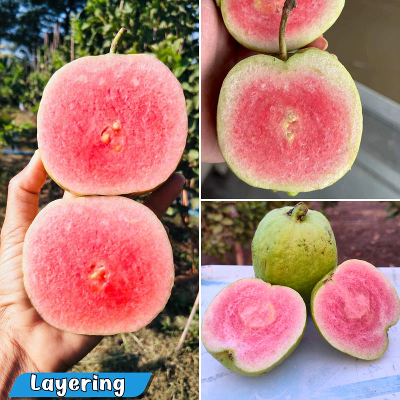Red Dimond Guava Fruit Plant - Naturemart.in