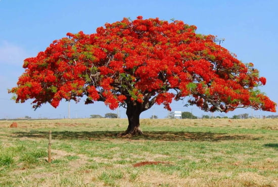 Gulmohar Flowering Tree For Gardening - Naturemart.in