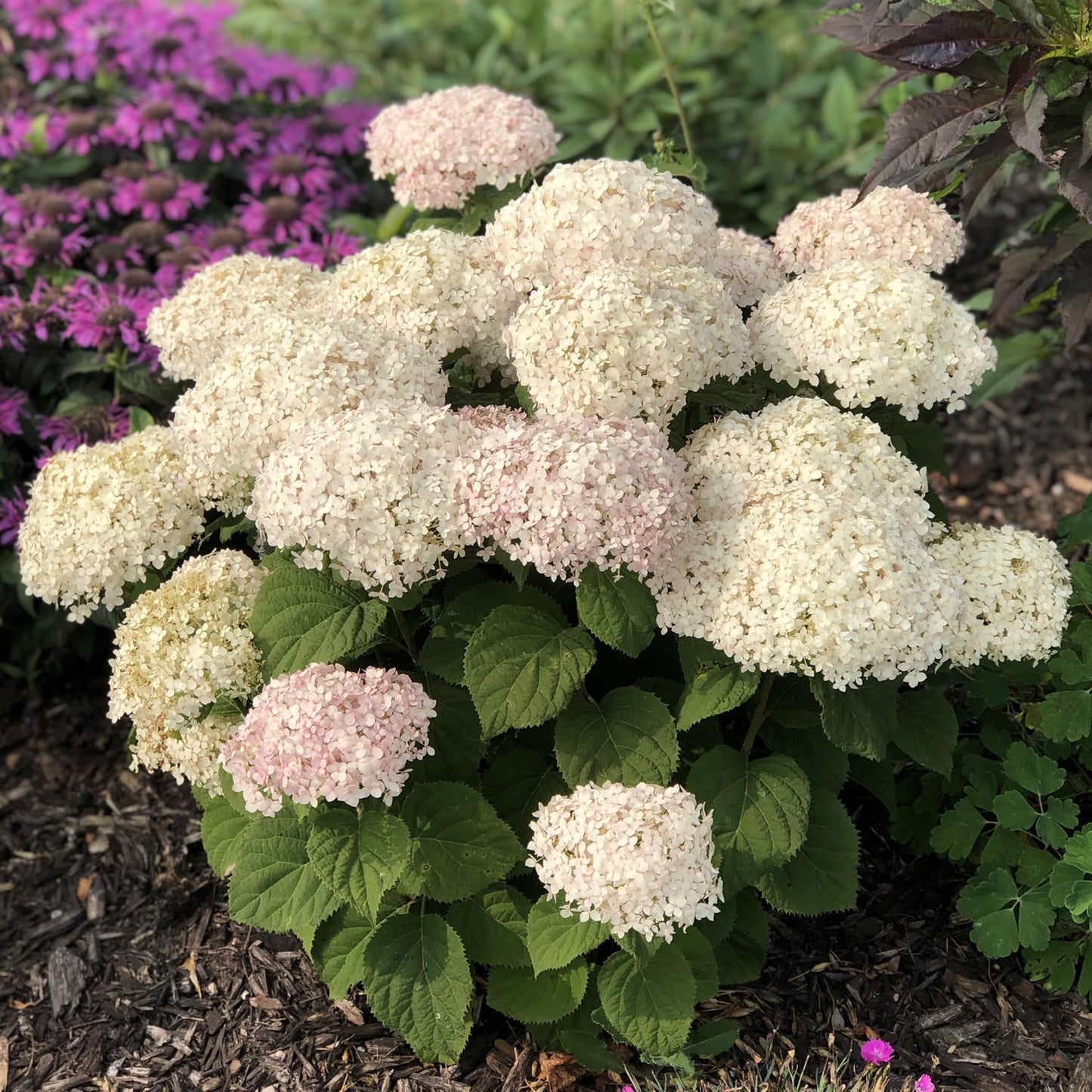 Hydrengea Flowers Plant-White Colour - Naturemart.in