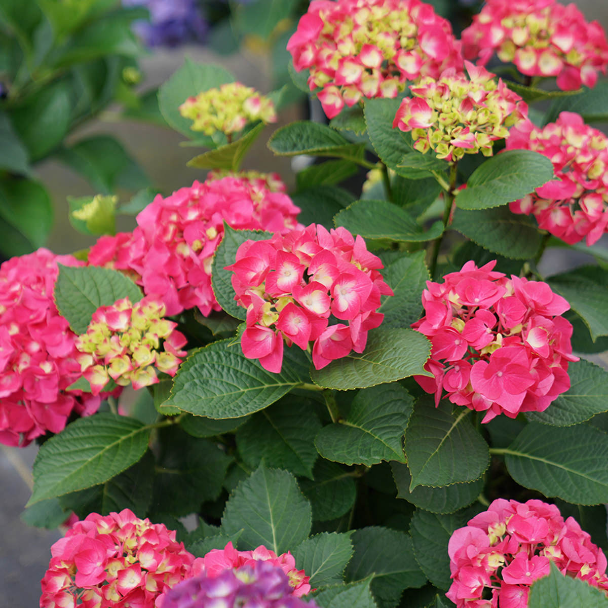 Hybrid Hydreangea Plant For Gardening - Naturemart.in