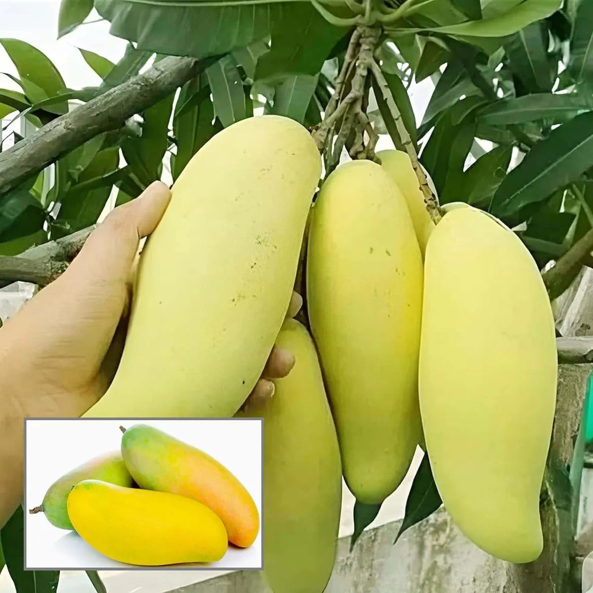 Banana Mango Fruit Plant-Grafted - Naturemart.in