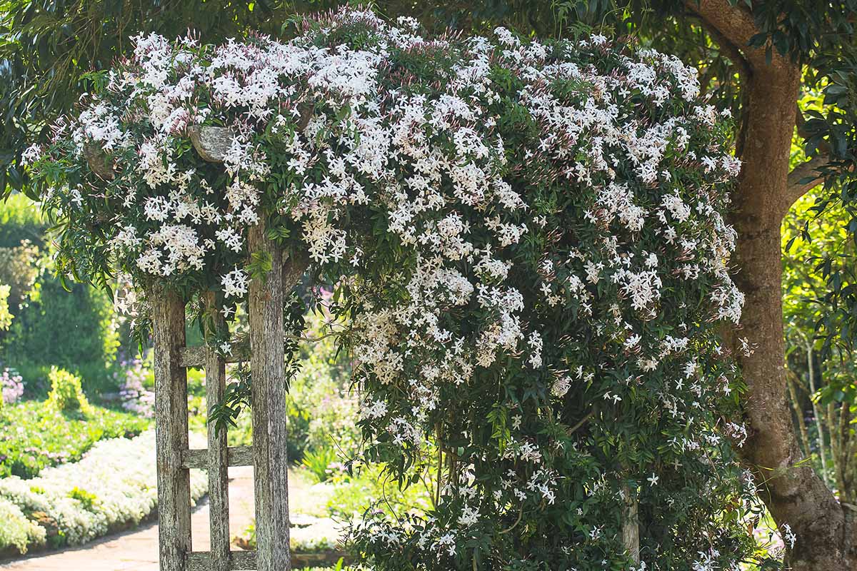 Day creeper jasmine flower plant - Naturemart.in