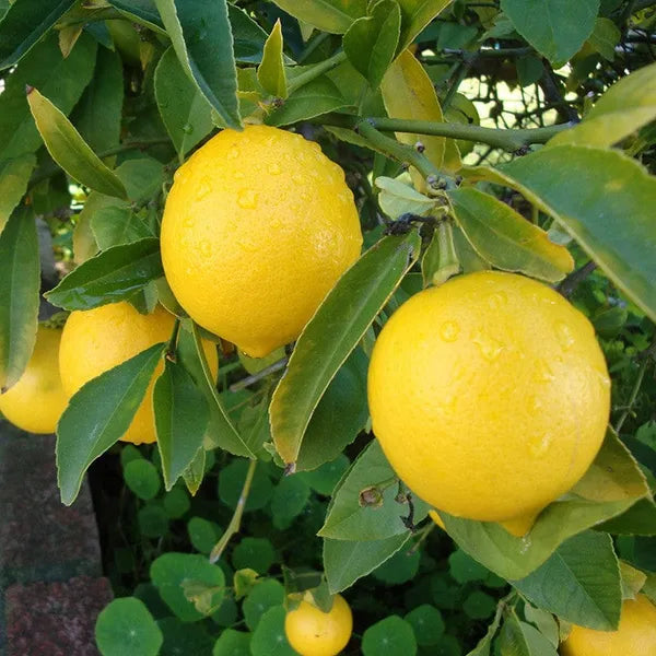 All Time Kagaji Lemon Plant - Naturemart.in