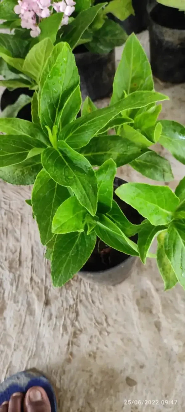 Hybrid Hydrangea Plant For Gardening - Naturemart.in