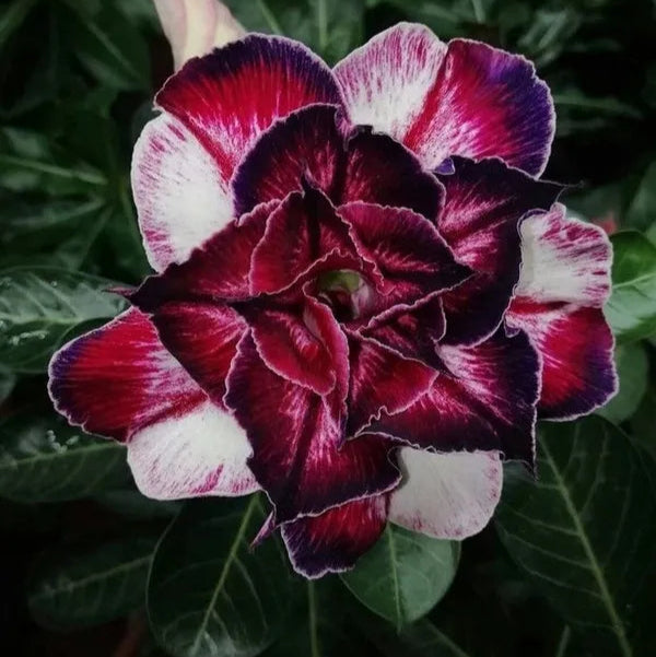 Rose Variety Adenum Flower Plant For Home Garden - Naturemart.in