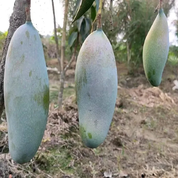 Hybrid Three Test Mango Fruit Plant - Naturemart.in