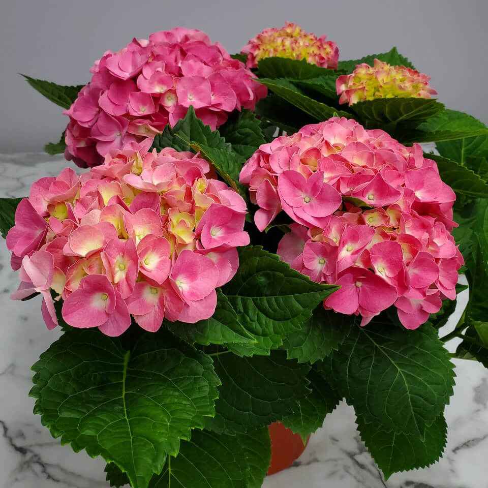 Hydrangea Flower plant