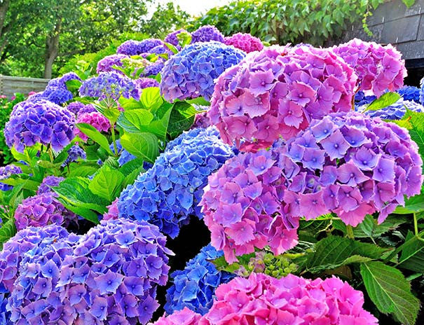 Hydrengea Flowers Plant For Home Garden - Naturemart.in