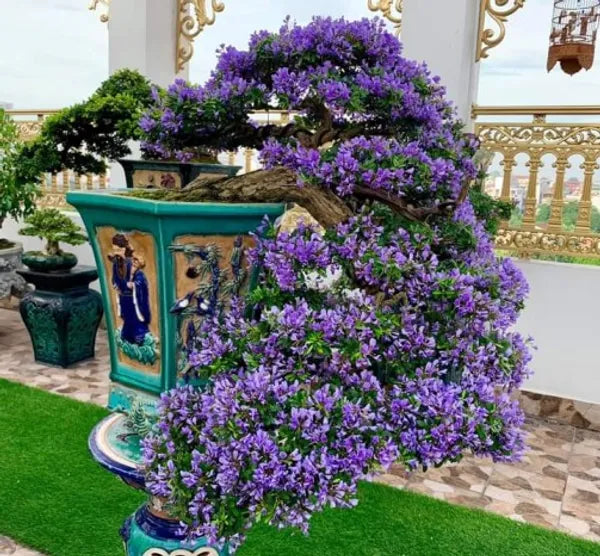 Blue bell bonsai plants - Naturemart.in