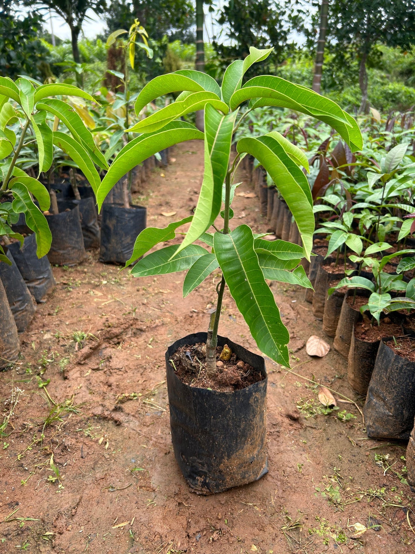 Brunei King Mango Plant (4kg) - Naturemart.in