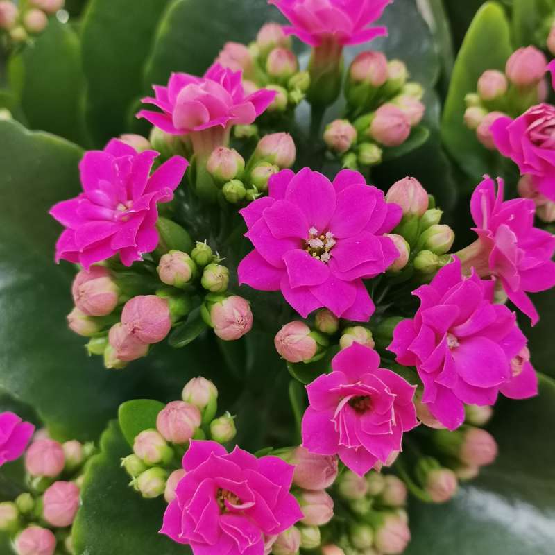 Florist Kalanchoe Flowers Plants (Pink) - Naturemart.in