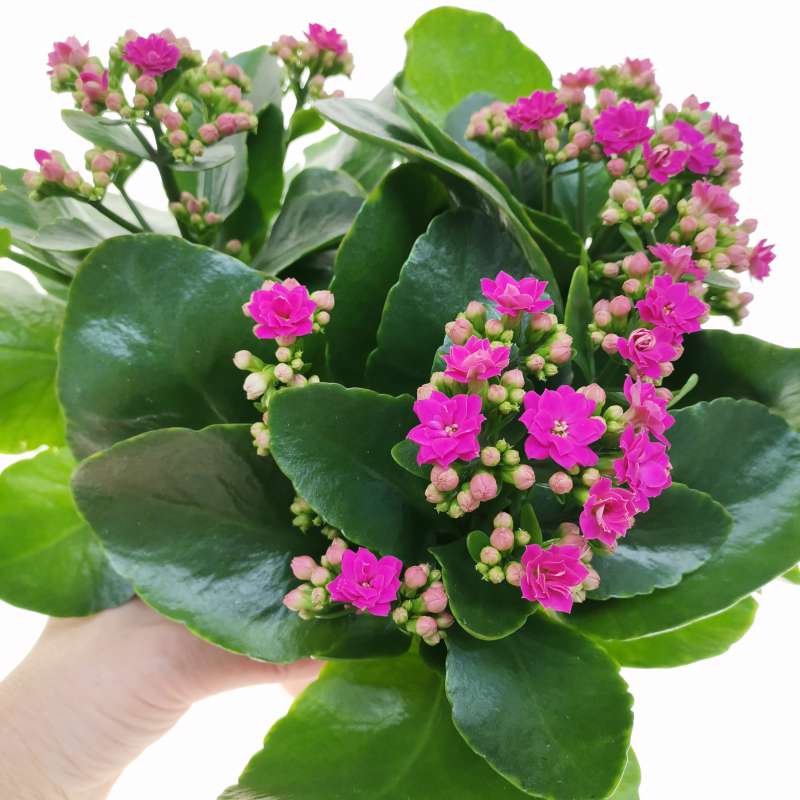 Florist Kalanchoe Flowers Plants (Pink) - Naturemart.in