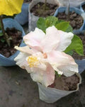 Austrelian Hibiscus Plant For Home Gardening - Naturemart.in