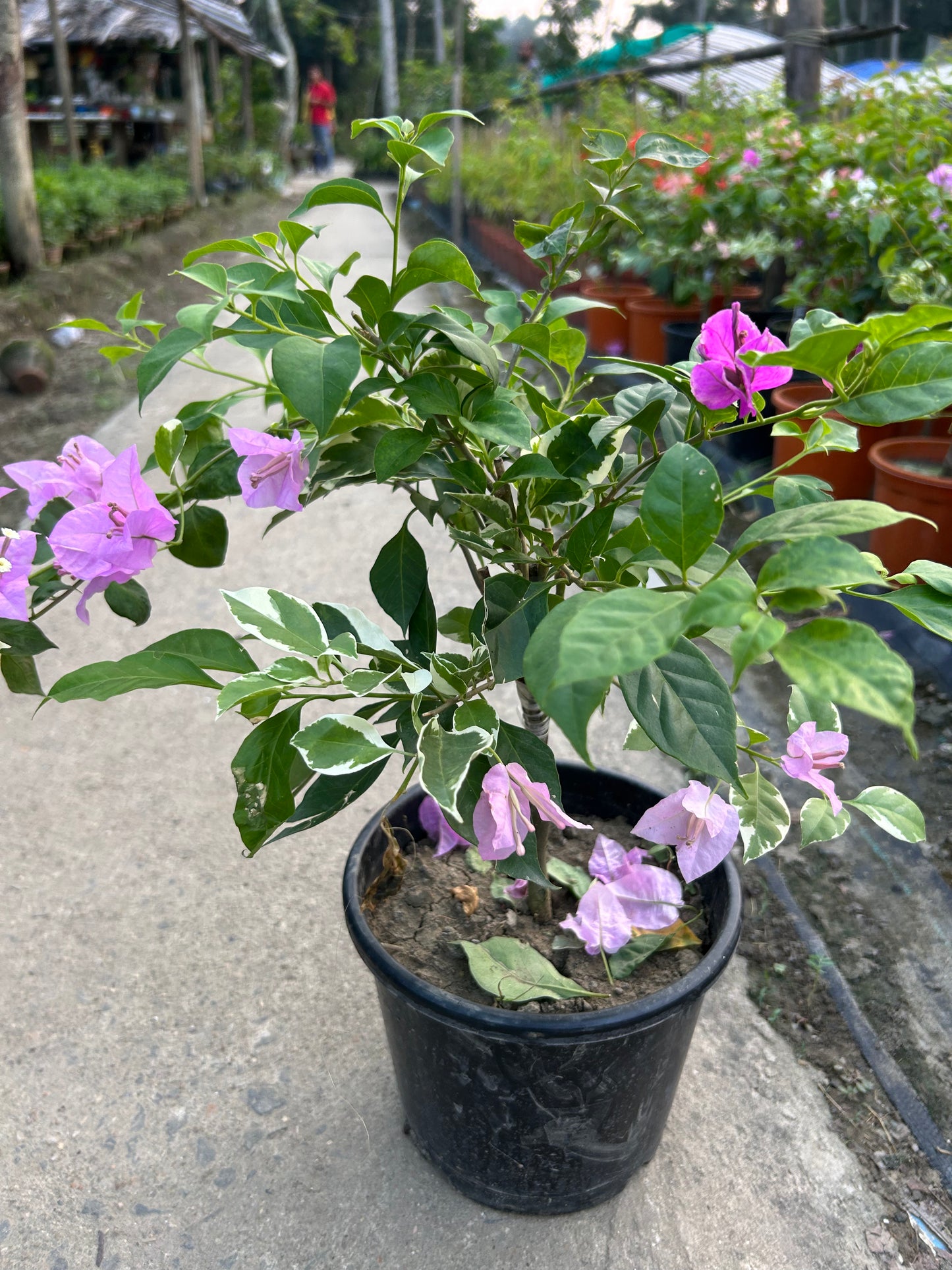 Multigrafted Bougainvillea Plant for Gardening