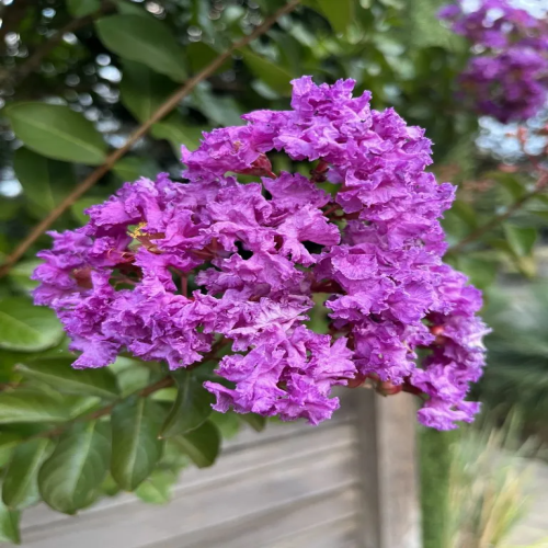 Furush Flowers Plant (Purpel Colour) - Naturemart.in
