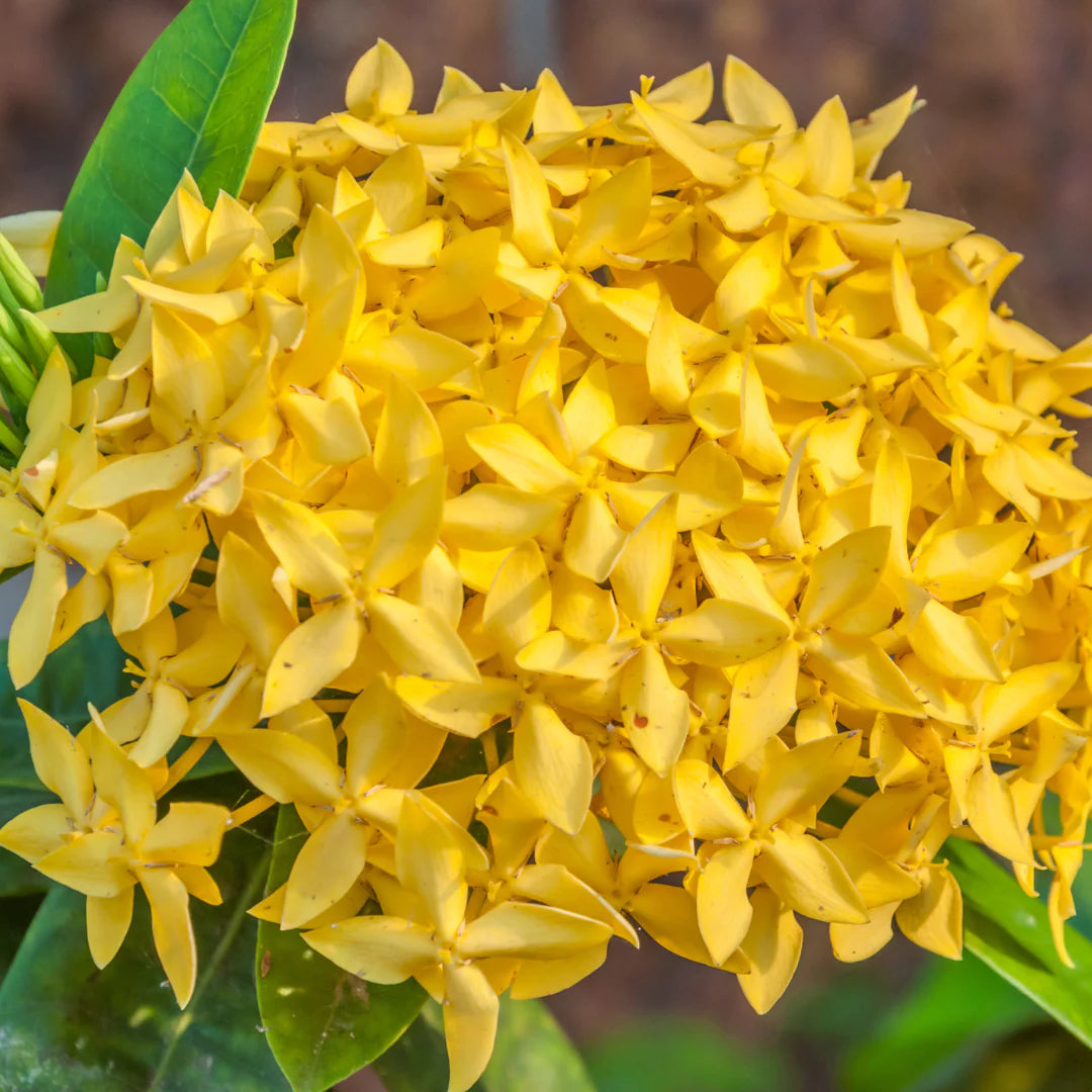 Chinese Ixora Flowers Plant (Yellow) - Naturemart.in