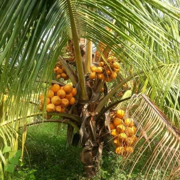 Chowghat Orange Dwarf Coconut Plant - Naturemart.in