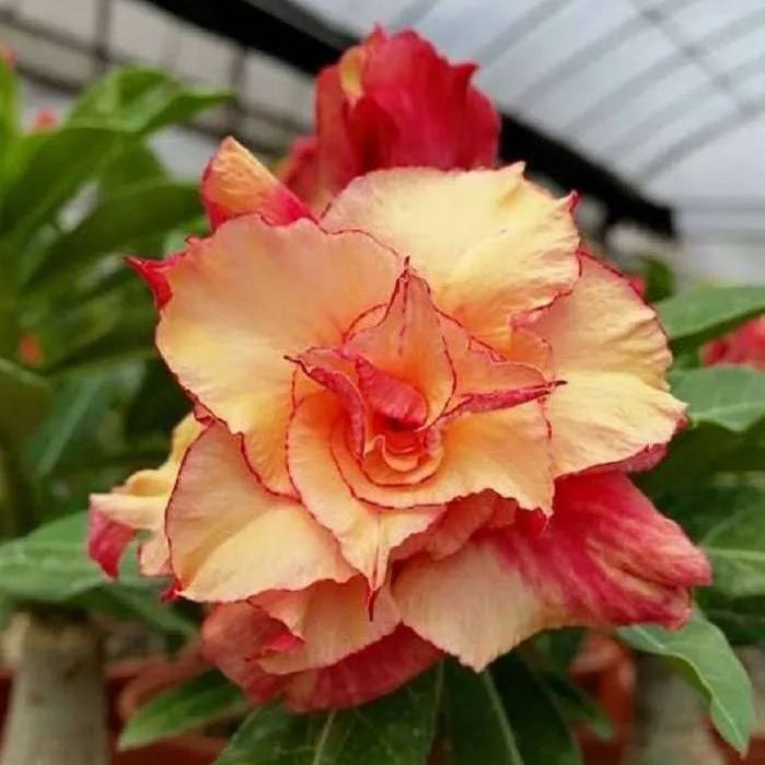 Rose Variety Adenum Flower Plant For Home Garden - Naturemart.in