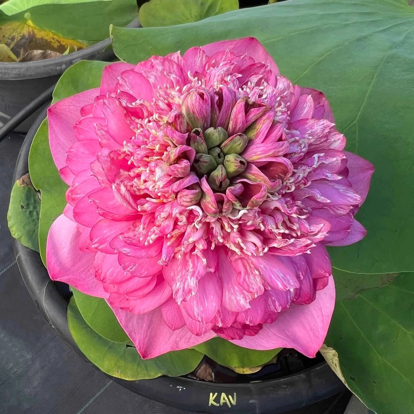 Rare Kaveri Lotus Flower tuber