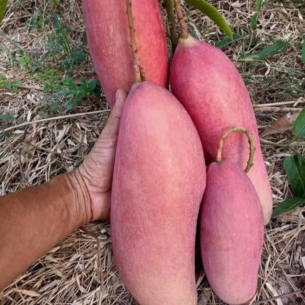 King Of Chakapat Mango Fruit Plant - Naturemart.in