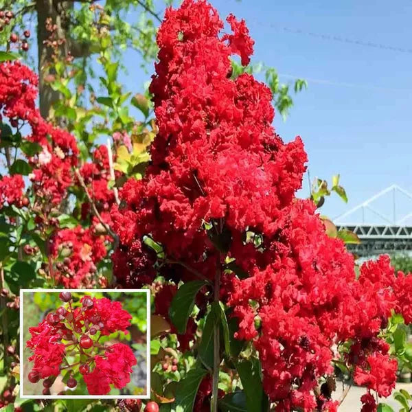 Furush Flower Plant (Red) Colour - Naturemart.in