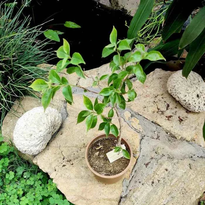 Lady Zyra Bougainvillea Flower Plant