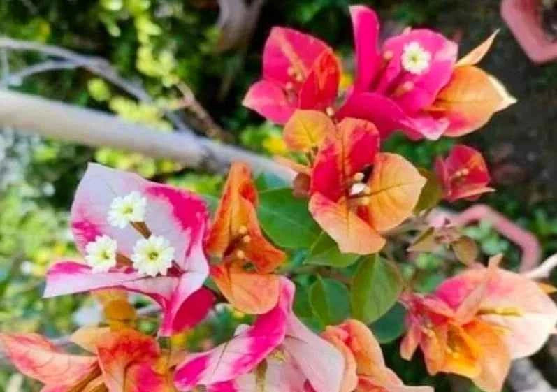 Lady Zyra Bougainvillea Flower Plant