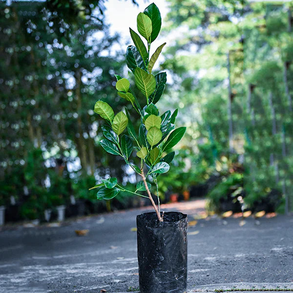 Vietnam Super Early Jack Fruit Plant - Naturemart.in