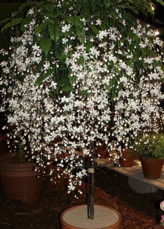 Chains of glory plant | Light bulbs plant | Clerodendrum smithianum starter plant
