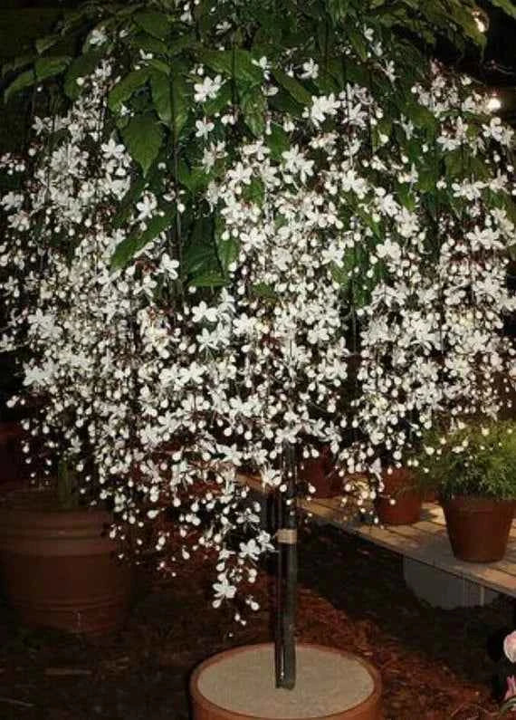 Chains of glory plant | Light bulbs plant | Clerodendrum smithianum starter plant
