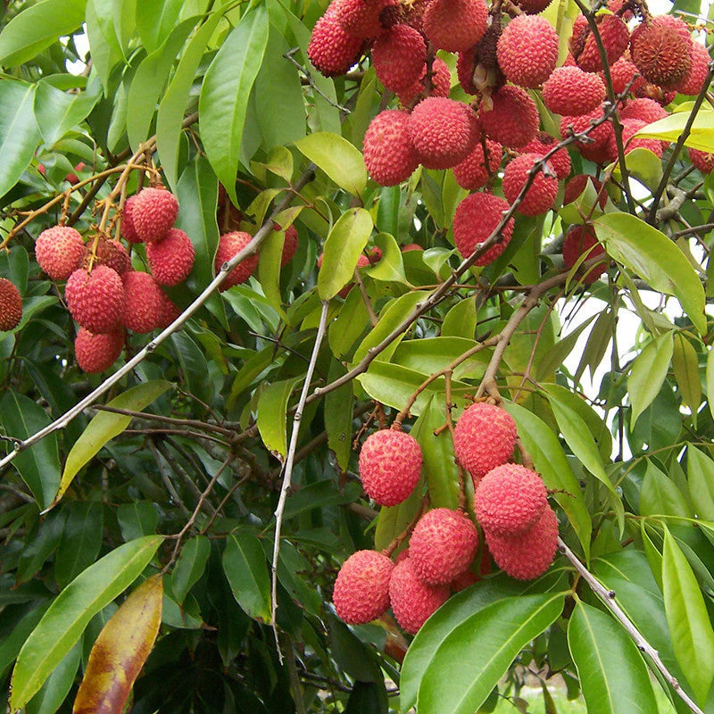 Litchi Fruit Plant (Air Layered) - Naturemart.in