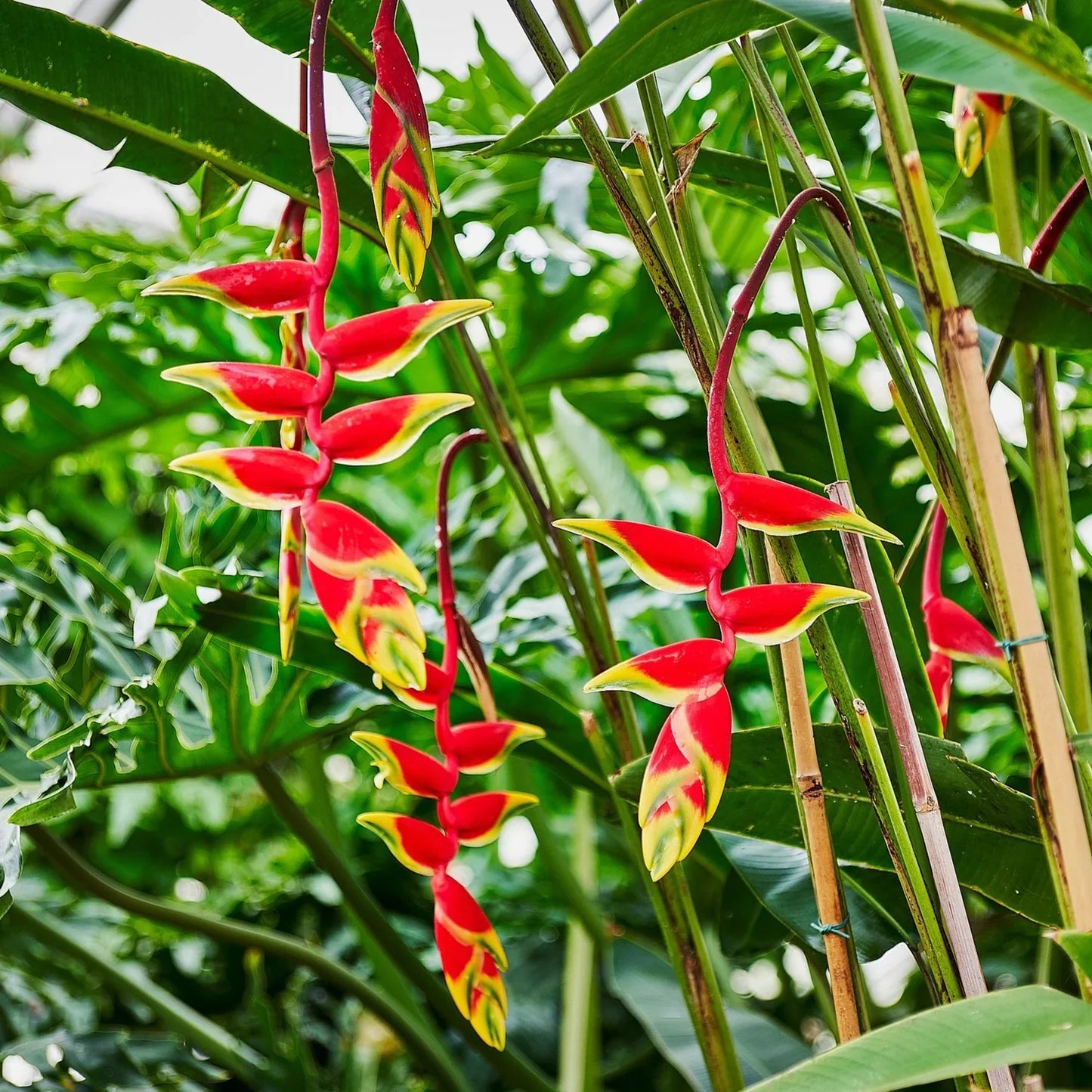 Hybrid Heliconia Rostrata Flowering Plants - Naturemart.in