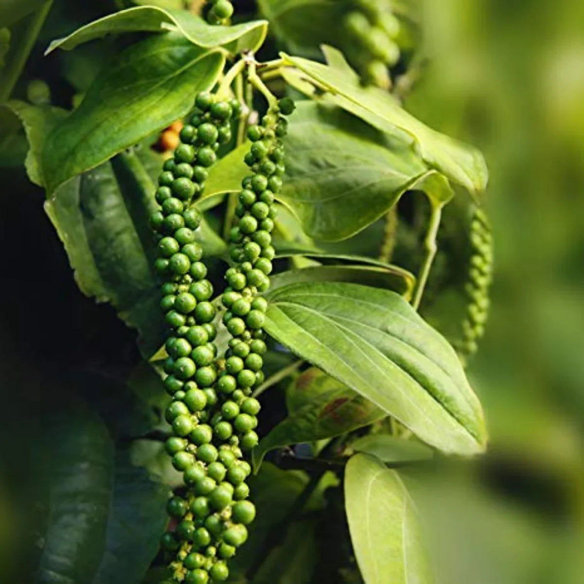 Black Paper Plant For Gardening - Naturemart.in